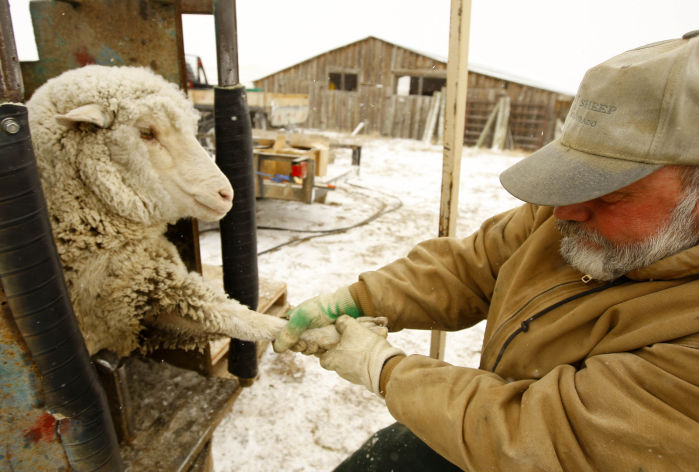 Sheep Rancher